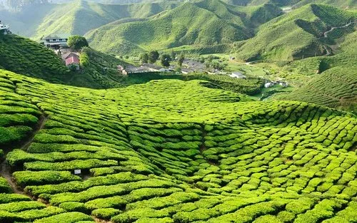Cameron Highlands Nature Escape